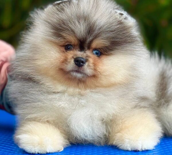 watson4 Winston “Sir Puffington” – Male Fluffy Puppy for Adoption