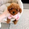 ww1 Rosie β Sweet Female Teacup Poodle Puppy Looking for a Forever Home πΎπ