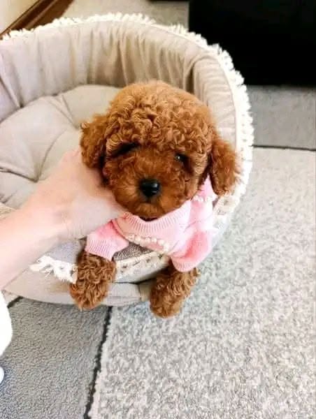 ww1 Rosie β Sweet Female Teacup Poodle Puppy Looking for a Forever Home πΎπ