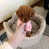 ww2 Rosie β Sweet Female Teacup Poodle Puppy Looking for a Forever Home πΎπ