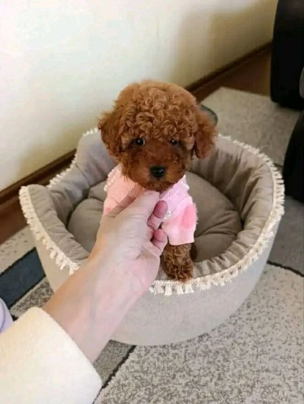 ww2 Rosie β Sweet Female Teacup Poodle Puppy Looking for a Forever Home πΎπ