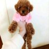ww3 Rosie β Sweet Female Teacup Poodle Puppy Looking for a Forever Home πΎπ