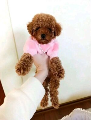 https://puppieshome.online/