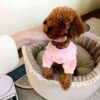 ww4 Rosie β Sweet Female Teacup Poodle Puppy Looking for a Forever Home πΎπ