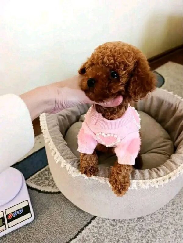 ww4 Rosie β Sweet Female Teacup Poodle Puppy Looking for a Forever Home πΎπ