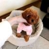 ww5 Rosie β Sweet Female Teacup Poodle Puppy Looking for a Forever Home πΎπ