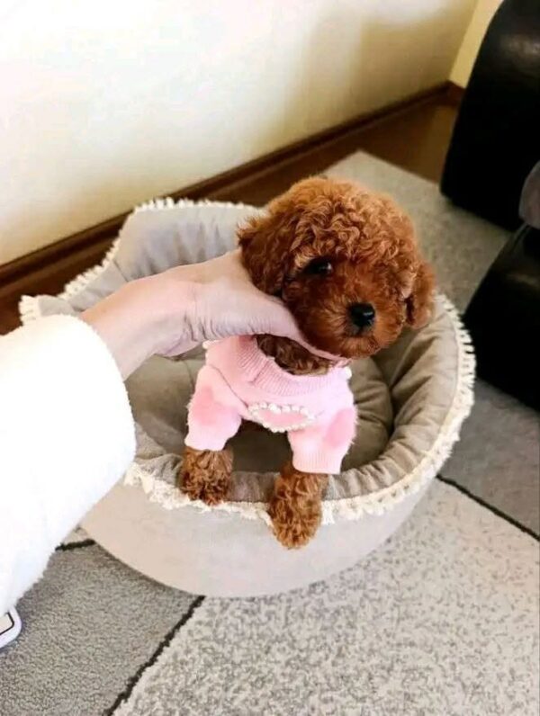 ww5 Rosie β Sweet Female Teacup Poodle Puppy Looking for a Forever Home πΎπ