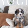 https://puppieshome.online/