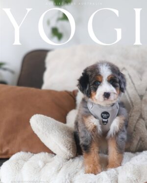 https://puppieshome.online/ https://puppieshome.online/