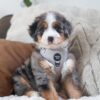 Yogi — Sweet Puppy Looking for His Forever Home