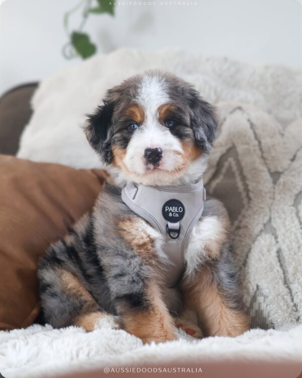 Yogi — Sweet Puppy Looking for His Forever Home