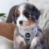 Yogi — Sweet Puppy Looking for His Forever Home