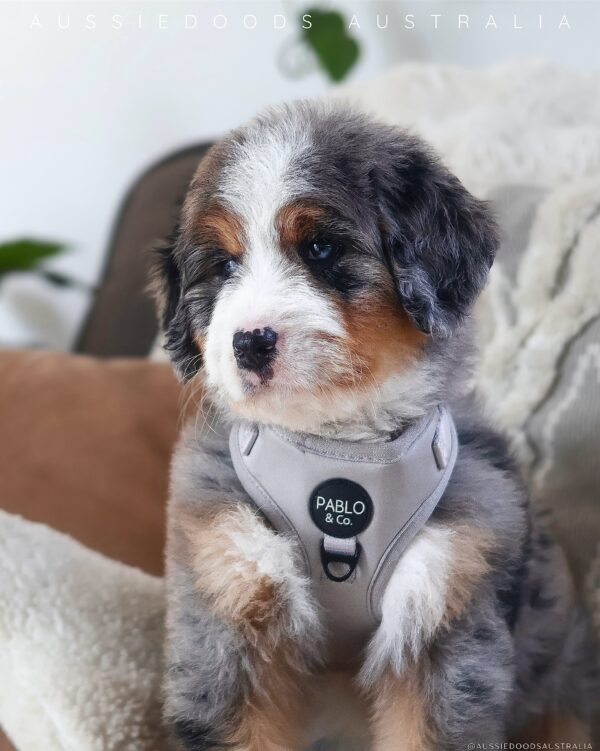 Yogi — Sweet Puppy Looking for His Forever Home