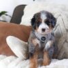 Yogi — Sweet Puppy Looking for His Forever Home