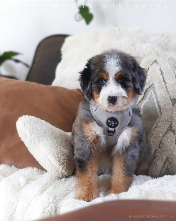 Yogi — Sweet Puppy Looking for His Forever Home