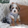 Pretty Boy Paddington 🐻🤎