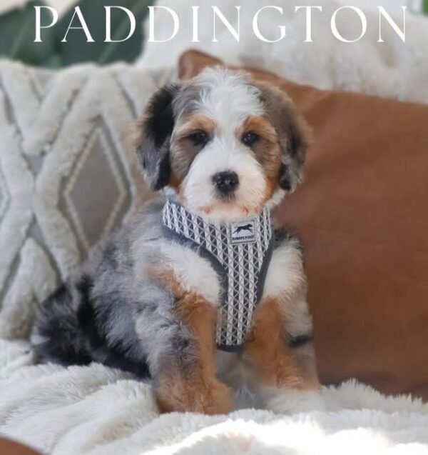 Pretty Boy Paddington 🐻🤎