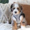 Pretty Boy Paddington 🐻🤎