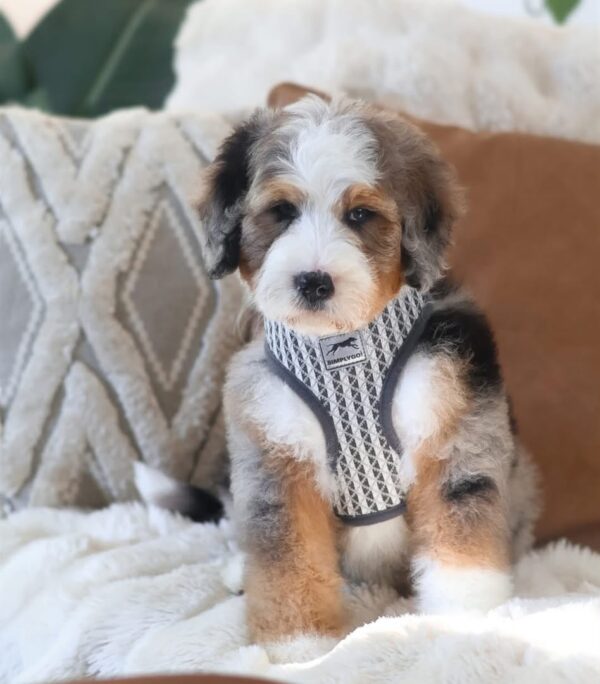 Pretty Boy Paddington 🐻🤎