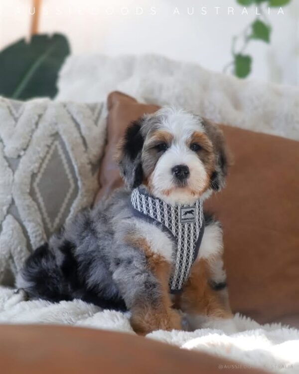 Pretty Boy Paddington 🐻🤎
