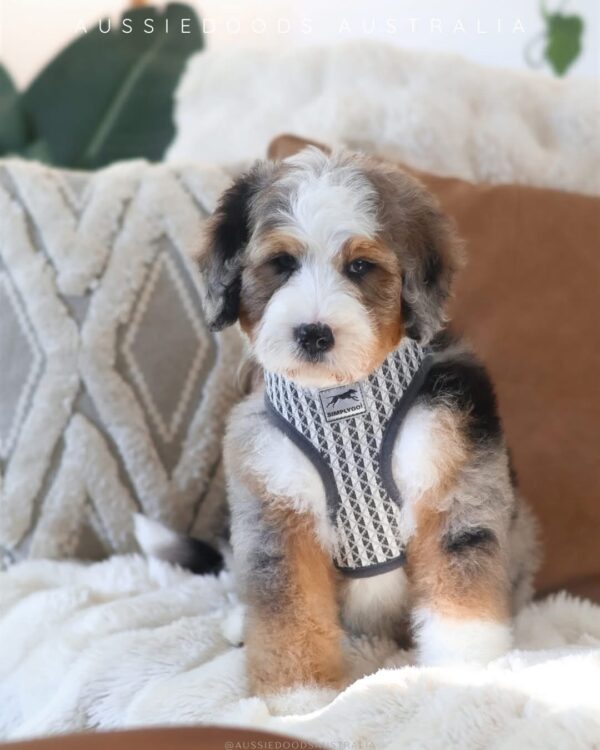Pretty Boy Paddington 🐻🤎
