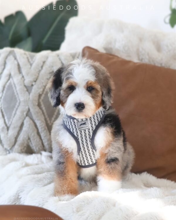 Pretty Boy Paddington 🐻🤎