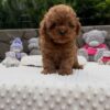 Milo – 11-Week-Old Male Maltipoo Puppy