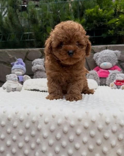 Milo – 11-Week-Old Male Maltipoo Puppy