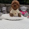 Milo – 11-Week-Old Male Maltipoo Puppy