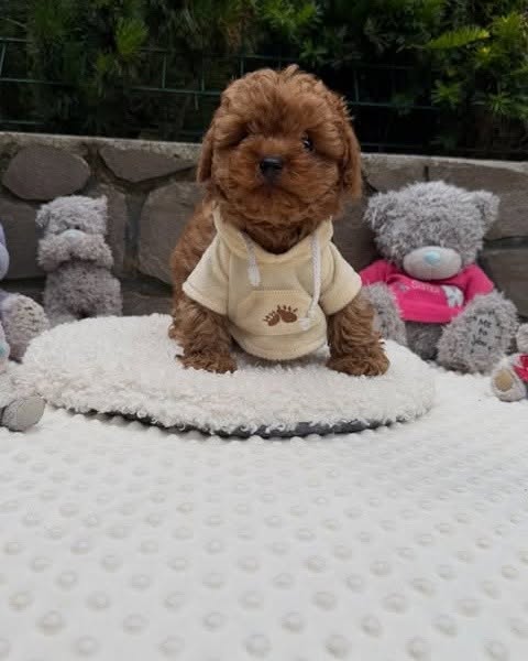 Milo – 11-Week-Old Male Maltipoo Puppy