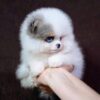 as1 Meela – Baby Blue Pomeranian Girl for Adoption