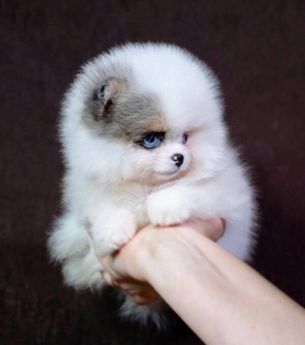as1 Meela – Baby Blue Pomeranian Girl for Adoption