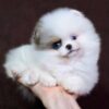 as2 Meela – Baby Blue Pomeranian Girl for Adoption