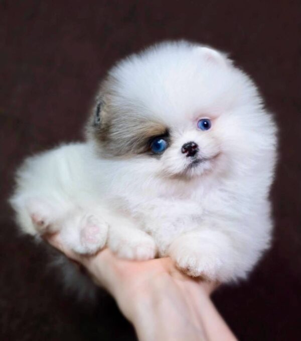 as2 Meela – Baby Blue Pomeranian Girl for Adoption