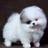 as3 Meela – Baby Blue Pomeranian Girl for Adoption