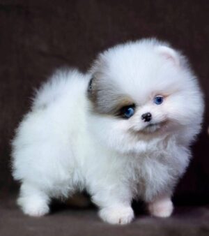 https://puppieshome.online/