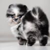 asti1 Asti – Micro Pomeranian Girl with a Stunning Merle Coat