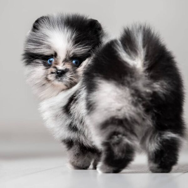 asti1 Asti – Micro Pomeranian Girl with a Stunning Merle Coat