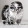 asti2 Asti – Micro Pomeranian Girl with a Stunning Merle Coat