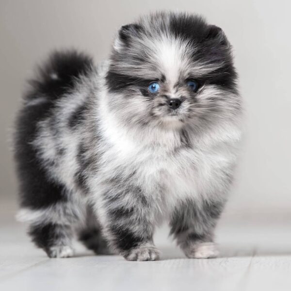 asti2 Asti – Micro Pomeranian Girl with a Stunning Merle Coat