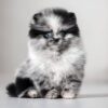 asti3 Asti – Micro Pomeranian Girl with a Stunning Merle Coat