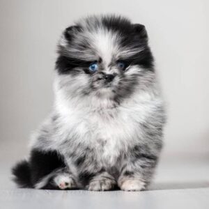 https://puppieshome.online/