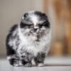 asti4 Asti – Micro Pomeranian Girl with a Stunning Merle Coat