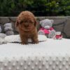 Milo – 11-Week-Old Male Maltipoo Puppy
