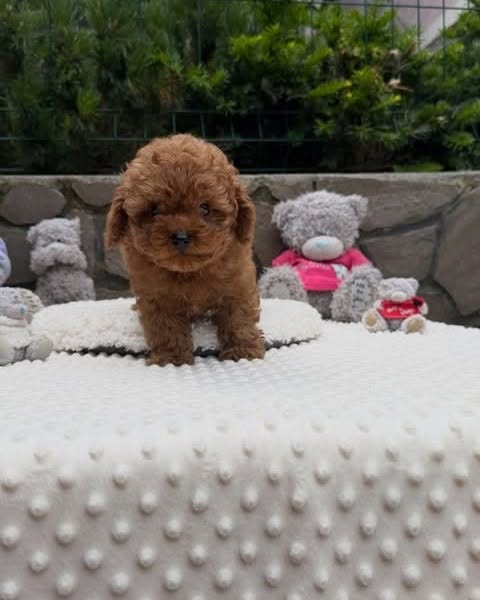 Milo – 11-Week-Old Male Maltipoo Puppy