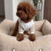 Pinky – Female Maltipoo Puppy