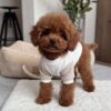 Pinky – Female Maltipoo Puppy