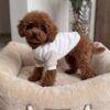 Pinky – Female Maltipoo Puppy