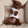 Pinky – Female Maltipoo Puppy