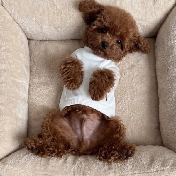 Pinky – Female Maltipoo Puppy